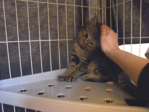 f:id:akiyochan15:20111228080346j:image f:id:akiyochan15:20111228080346j:image