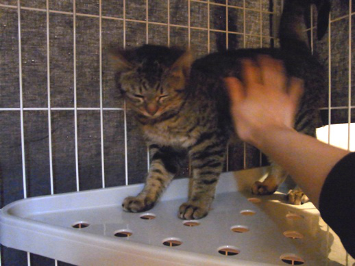 f:id:akiyochan15:20111228080455j:image f:id:akiyochan15:20111228080455j:image