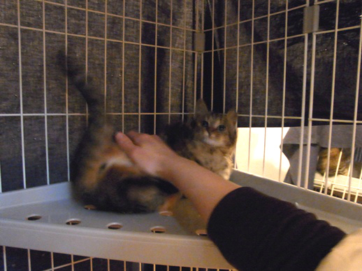 f:id:akiyochan15:20111228080700j:image f:id:akiyochan15:20111228080700j:image