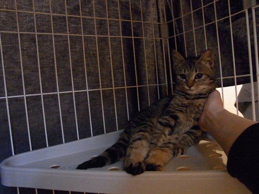 f:id:akiyochan15:20111228080902j:image f:id:akiyochan15:20111228080902j:image