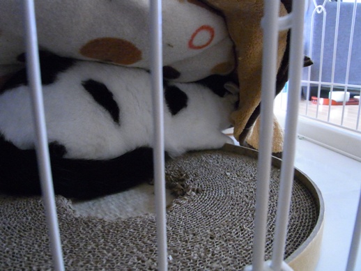 f:id:akiyochan15:20111229130018j:image f:id:akiyochan15:20111229130018j:image