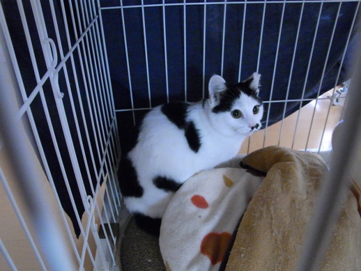 f:id:akiyochan15:20111229130557j:image f:id:akiyochan15:20111229130557j:image