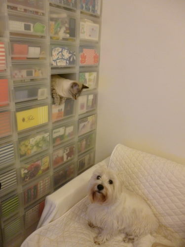 f:id:akiyochan15:20111231194253j:image