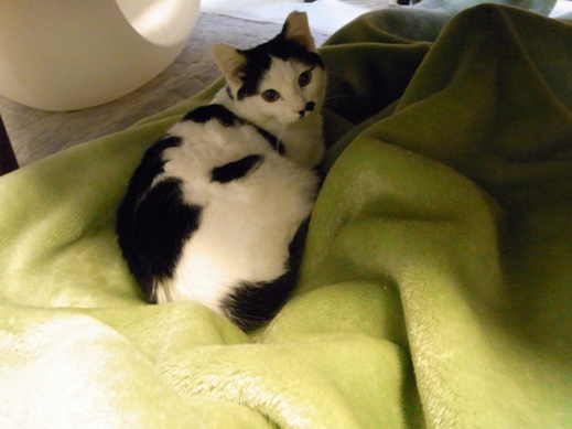 f:id:akiyochan15:20120104154320j:image