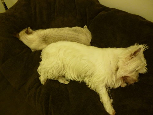 f:id:akiyochan15:20120106144613j:image