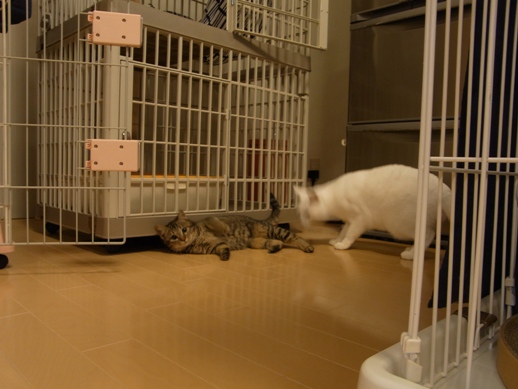 f:id:akiyochan15:20120107160056j:image f:id:akiyochan15:20120107160056j:image