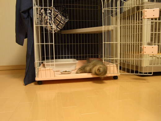 f:id:akiyochan15:20120107160328j:image f:id:akiyochan15:20120107160328j:image