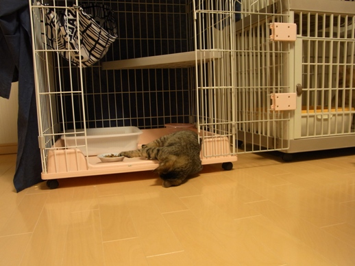 f:id:akiyochan15:20120107160356j:image f:id:akiyochan15:20120107160356j:image