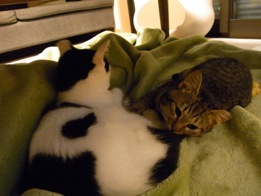 f:id:akiyochan15:20120121233634j:image