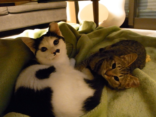 f:id:akiyochan15:20120121233646j:image