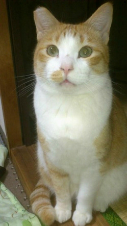 f:id:akiyochan15:20120202172006j:image