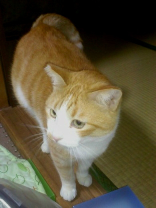 f:id:akiyochan15:20120202172151j:image