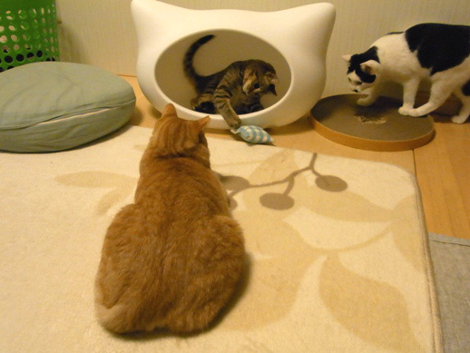 f:id:akiyochan15:20120206011851j:image