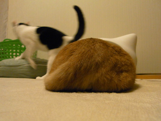 f:id:akiyochan15:20120206011915j:image