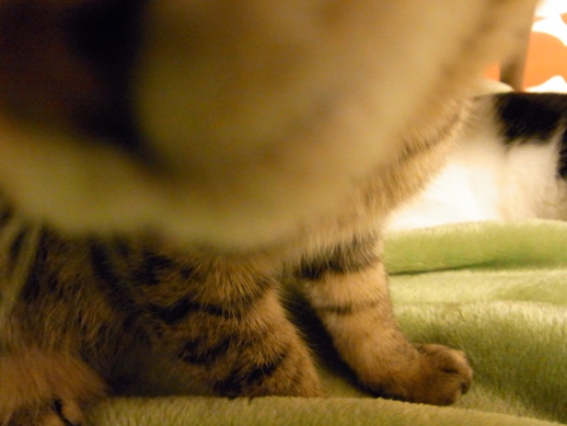 f:id:akiyochan15:20120207224457j:image