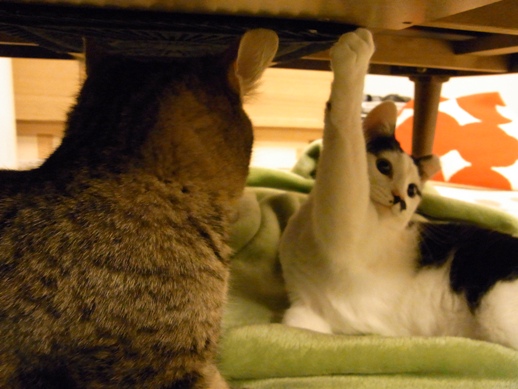 f:id:akiyochan15:20120207224507j:image