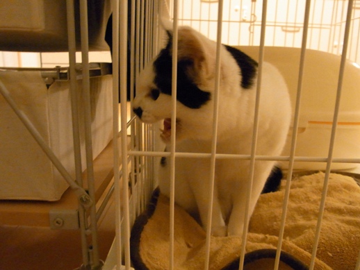 f:id:akiyochan15:20120209023647j:image f:id:akiyochan15:20120209023647j:image