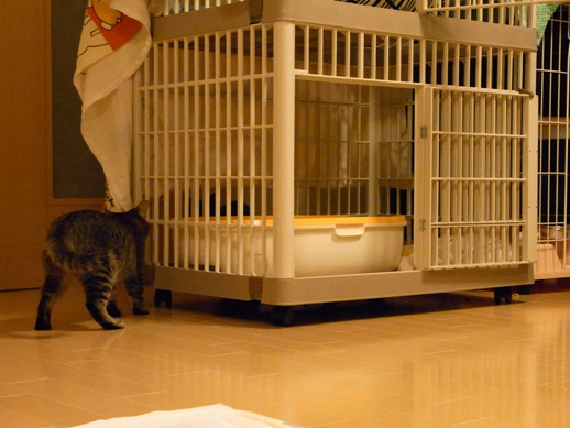 f:id:akiyochan15:20120209024810j:image f:id:akiyochan15:20120209024810j:image