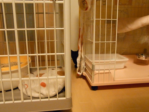 f:id:akiyochan15:20120209213335j:image f:id:akiyochan15:20120209213335j:image