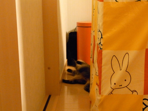 f:id:akiyochan15:20120215003659j:image