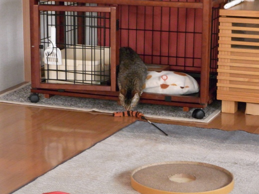 f:id:akiyochan15:20120216165532j:image