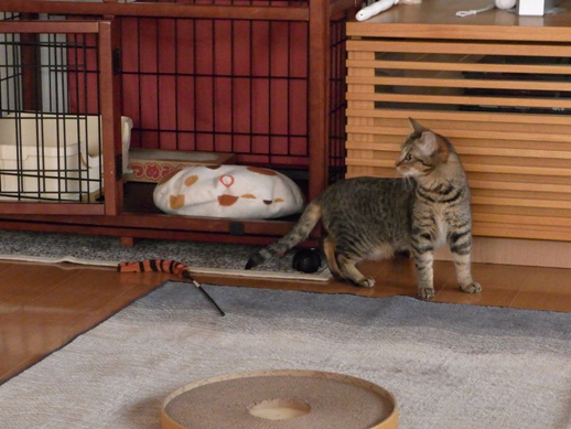 f:id:akiyochan15:20120216165627j:image