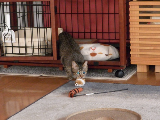 f:id:akiyochan15:20120216170358j:image