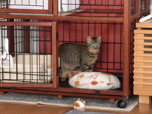 f:id:akiyochan15:20120216170459j:image