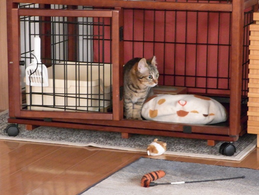 f:id:akiyochan15:20120216170637j:image