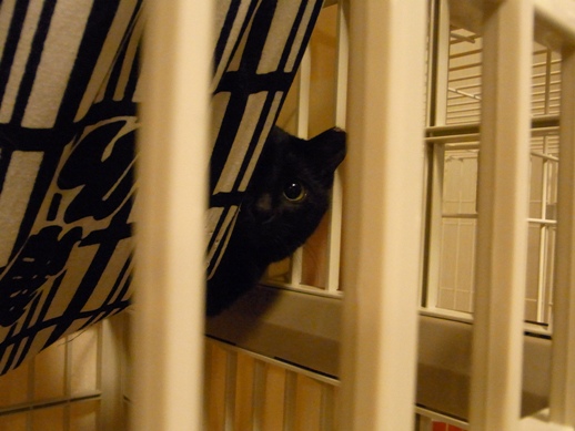 f:id:akiyochan15:20120218013938j:image