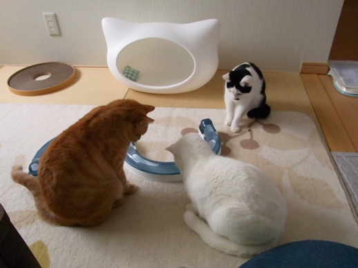 f:id:akiyochan15:20120219125113j:image f:id:akiyochan15:20120219125113j:image