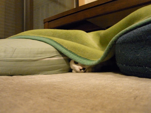 f:id:akiyochan15:20120220204400j:image f:id:akiyochan15:20120220204400j:image