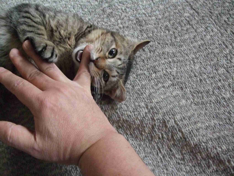 f:id:akiyochan15:20120229022120j:image:w518 f:id:akiyochan15:20120229022120j:image:w518