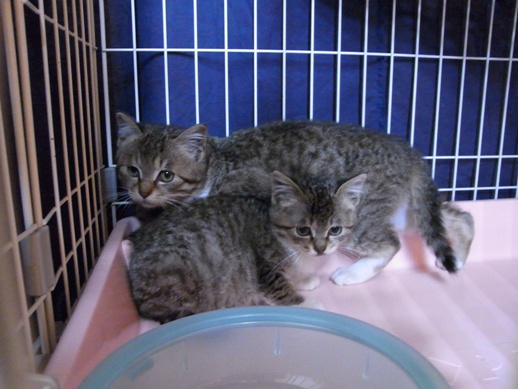 f:id:akiyochan15:20120305143202j:image f:id:akiyochan15:20120305143202j:image