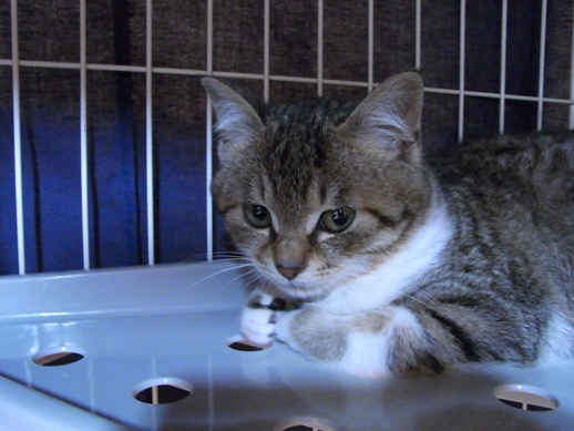 f:id:akiyochan15:20120311122252j:image:w360 f:id:akiyochan15:20120311122252j:image:w360