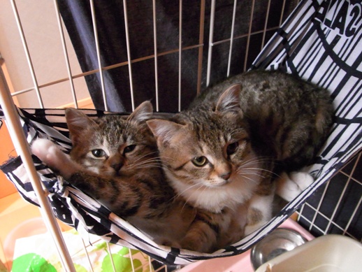 f:id:akiyochan15:20120318122935j:image