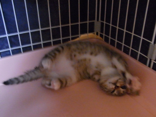 f:id:akiyochan15:20120318124314j:image