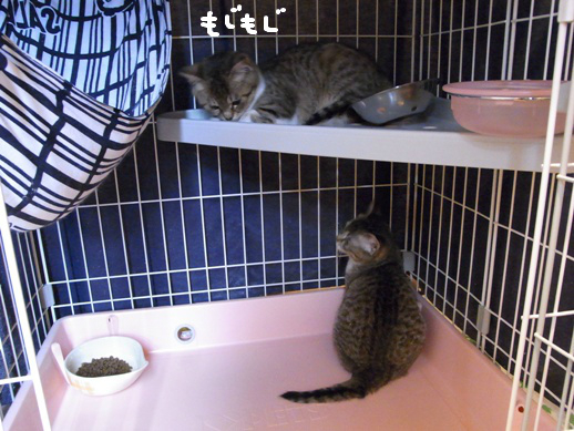 f:id:akiyochan15:20120318132947j:image