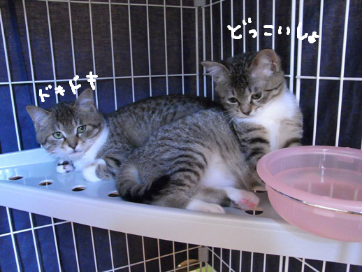 f:id:akiyochan15:20120321094207j:image f:id:akiyochan15:20120321094207j:image