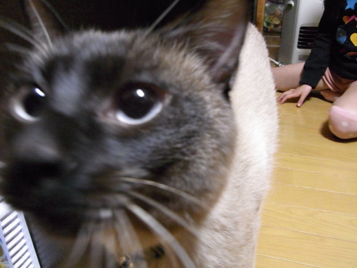 f:id:akiyochan15:20120328200416j:image f:id:akiyochan15:20120328200416j:image