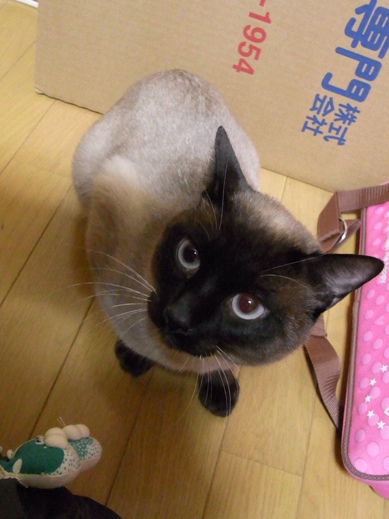 f:id:akiyochan15:20120328200721j:image f:id:akiyochan15:20120328200721j:image