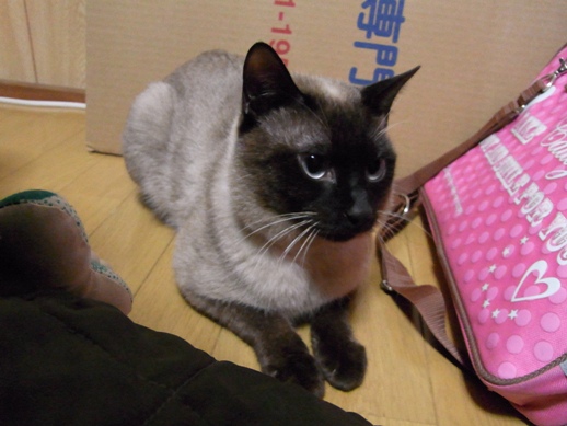 f:id:akiyochan15:20120328200739j:image f:id:akiyochan15:20120328200739j:image