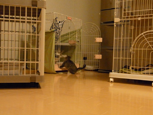 f:id:akiyochan15:20120331215847j:image