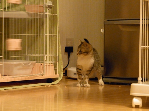 f:id:akiyochan15:20120331220039j:image