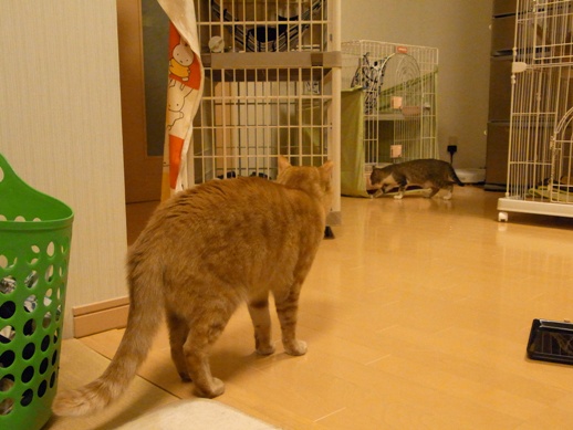 f:id:akiyochan15:20120331220629j:image