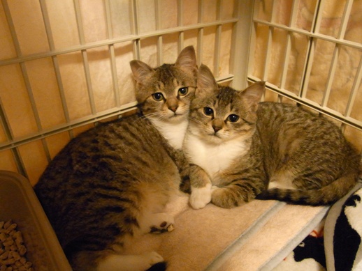 f:id:akiyochan15:20120401040723j:image