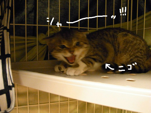 f:id:akiyochan15:20120401214853j:image