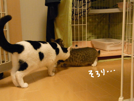 f:id:akiyochan15:20120401220754j:image