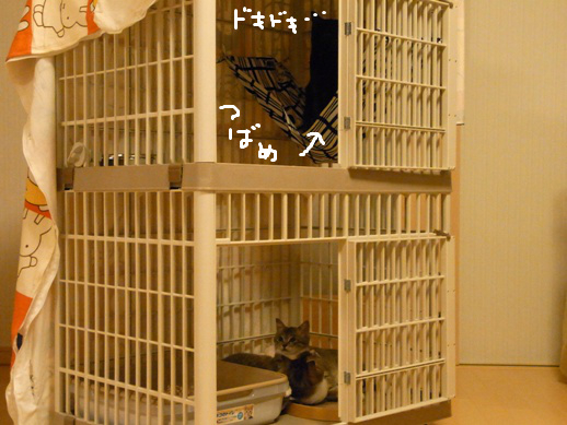 f:id:akiyochan15:20120401222745j:image