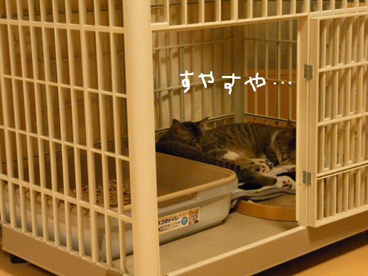 f:id:akiyochan15:20120401223723j:image